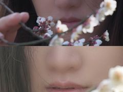 -香雪海