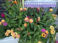 -东平国家森林公园
