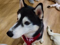 -Husky Go! 哈士奇体验馆·宠物咖啡厅狗咖