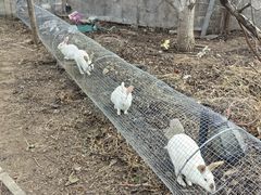 -大自然农场蔬菜草莓采摘园