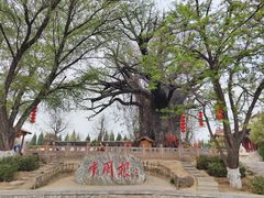 -大槐树寻根祭祖园