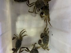 -黄记大闸蟹专卖店·活蟹·醉蟹