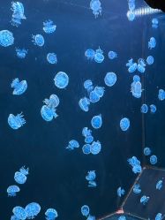 -Zoolung Zoolung动物主题公园(海信广场店)