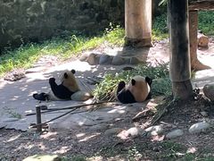 -都江堰中华大熊猫苑