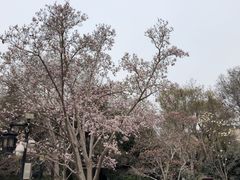 -趵突泉景区