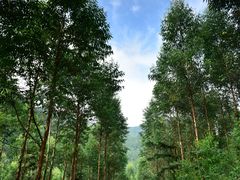 -大姆山草场