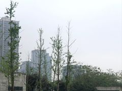 -洋湖国家湿地公园