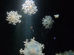 -欢乐海岸海洋奇梦馆