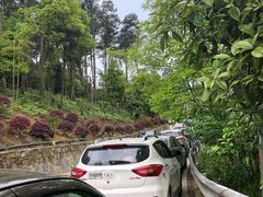 -南山植物园