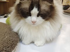 -COLOR PETS 撸猫馆·购猫·猫咖(长风大悦城店)