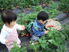 -小鱼草莓采摘园农家乐·小鱼餐厅