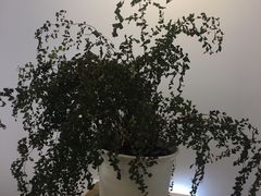 -铁手珈琲制造局metalhands(望京店)