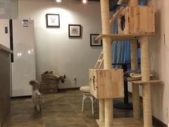 大堂-共舞时光猫咖·狗咖(新街口店)