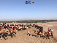 -福苗小骆驼烧烤(大唐不夜城店)