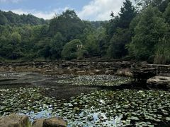 景点-铁山坪森林公园