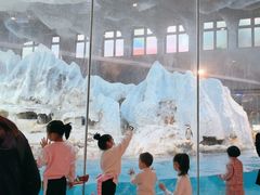 -帝企鹅自助餐厅•儿童岛•真企鹅(长隆企鹅酒店)