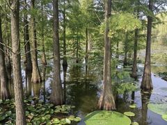 -池杉湖湿地公园