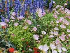 -深圳国际园林花卉博览园