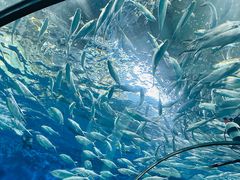 -上海海洋水族馆