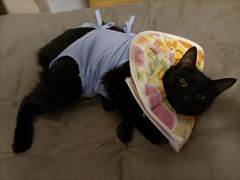 -瑞派动物医院·猫专科·至诚(江南中分院)