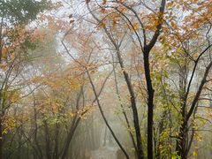 -紫金山山顶公园