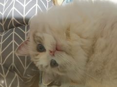 -momokira米努特·德文卷毛猫·棉花面纱犬