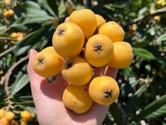 -塘栖枇杷特色园区