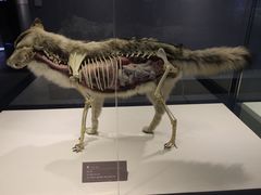 -青藏高原自然博物馆