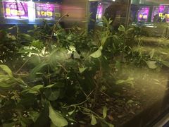 -上海昆虫博物馆