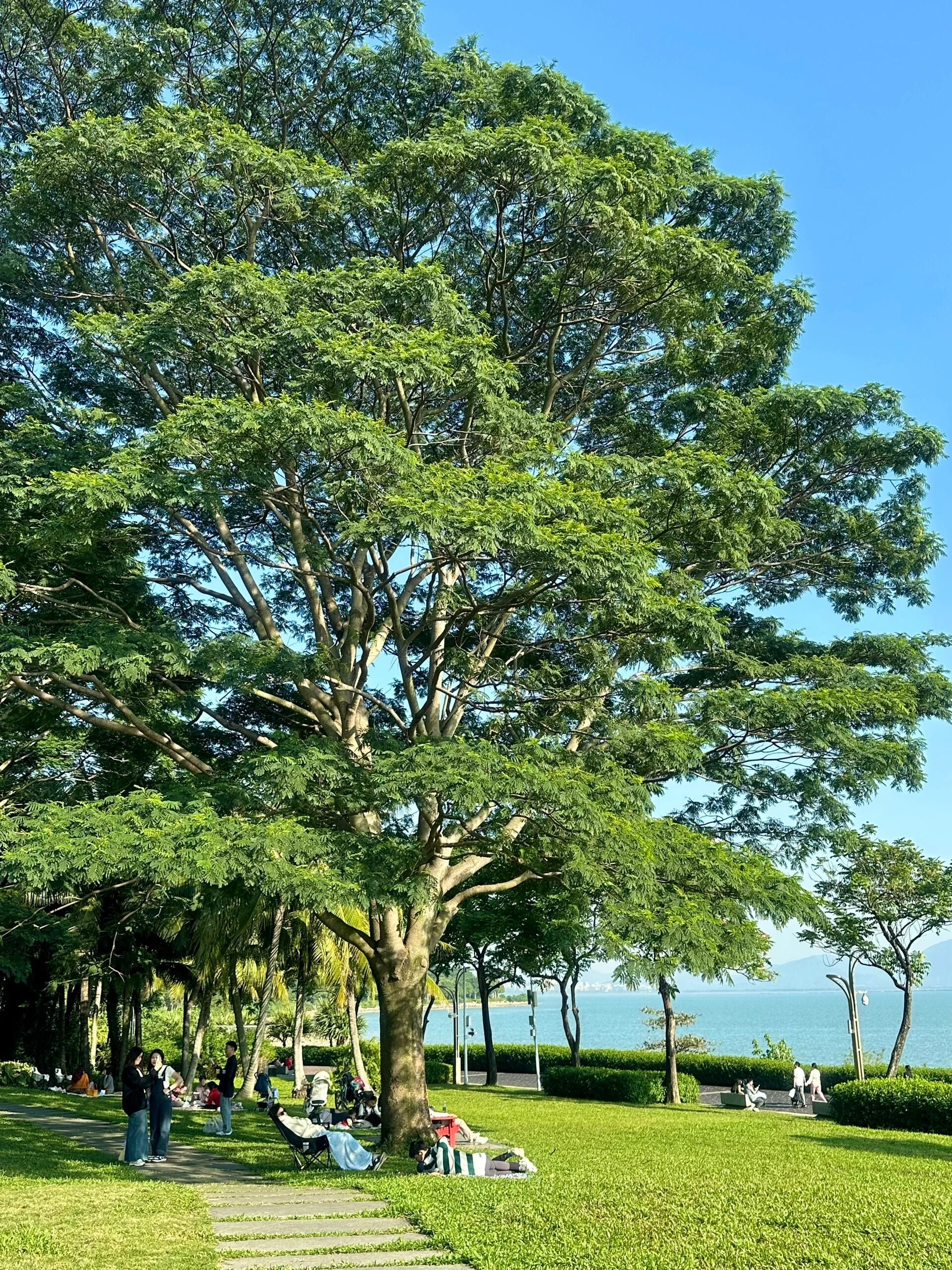 深圳最近天气的含金量,在深圳湾得到蕞大化