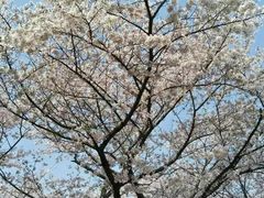 -武汉大学-樱园