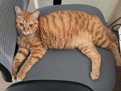 -爱佳宠物中心医院24H·CT·骨外科·猫专科(瑶海万达店)