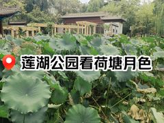 -莲湖公园