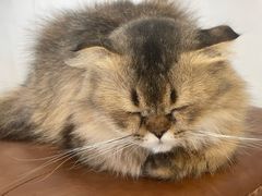 -共舞时光猫咖·狗咖(新街口店)