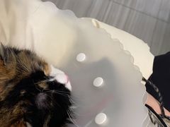 -纳吉亚猫专科动物医院(康都外科中心)
