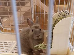 -猫猫幼稚园·撸猫·桌游·电玩
