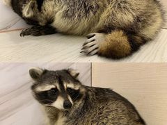 -浣熊柯尔鸭土拨鼠·电玩咖