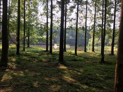 -黄海国家森林公园