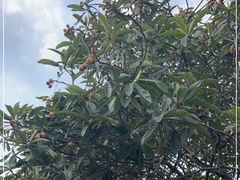 -塘栖枇杷特色园区