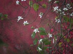 -南国桃园旅游度假区