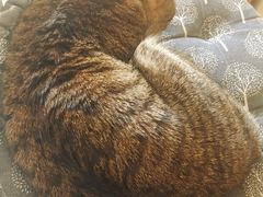 -海边的猫和咖啡馆