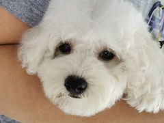 -翊宠yipet猫狗购宠庄园犬舍•猫舍