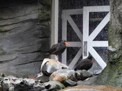 -西雅图水族馆