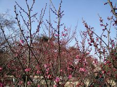 android_upload_pic-南通博物苑-崇川人民公园