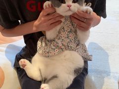 -老吴的猫·猫舍(新区店)
