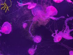 -珠海长隆海洋王国
