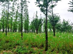 景点-上海长兴岛郊野公园