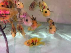 -华声天桥民俗文化园