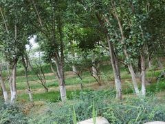 -黄村公园