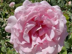 -阿方索十二世纪念碑